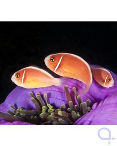 Amphiprion perideraion - Halsband-Anemonenfisch