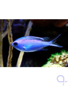 Chromis cyanea - blaues Schwalbenschwänzchen