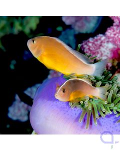 Amphiprion akallopisos - Indischer Weißrücken- Clownfisch