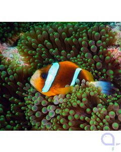 Amphiprion akindynos - Barriere-Riff-Anemonenfisch