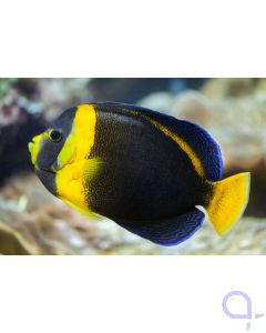 Chaetodontoplus duboulayi  - Queensland- Samtkaiserfisch