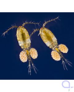 Marine Copepoden