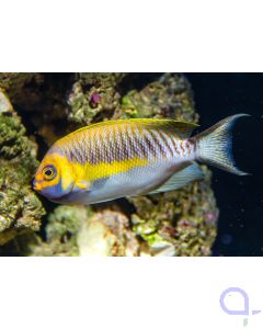 Genicanthus semifasciatus - Japan-Lyrakaiserfisch - PAAR