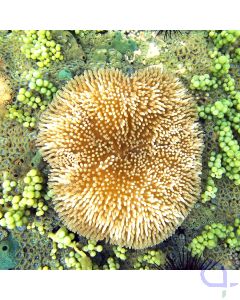 Stichodactyla helianthus - Sonnenanemone (Cuba)