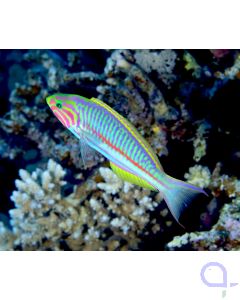 Thalassoma rueppellii - Klunzingers Junker