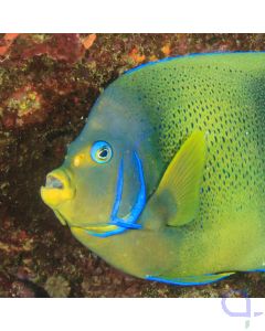 Pomacanthus semicirculatus - Koran-Kaiserfisch