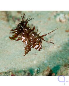 Novaculichthys taeniourus - Bäumchen-Lippfisch