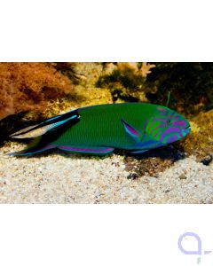 Thalassoma lunare - Mondsichel-Lippfisch