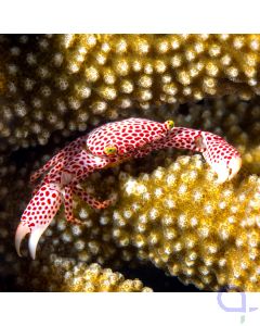 Trapezia rufopunctata - Rot Gepunktete Korallenkrabbe