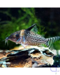 Silberstreifen Panzerwels - Corydoras agassizi