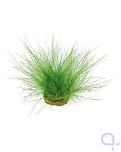 Eleocharis acicularis - Nadelsimse