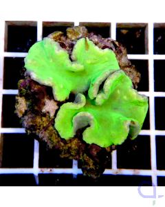 Sinularia dura Grün Neon