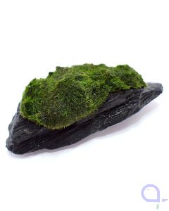 Bewachsener Slate Rock

