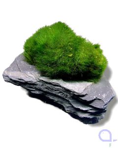 Bewachsener Slate Rock - wysiwyg - 9