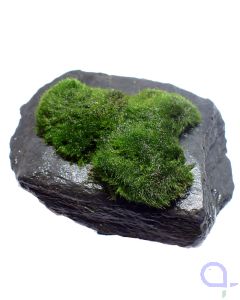 Bewachsener Slate Rock - wysiwyg - 12