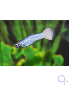 Guppy Snow White - Poecilia reticulata