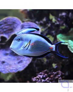 Acanthurus sohal - Arabischer-Doktorfisch