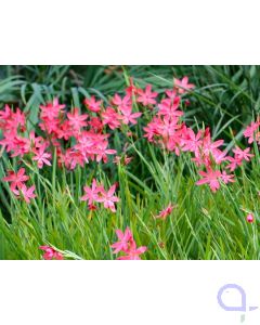 Schizosylis coccinea - Sumpfgladiole - Roter Sumpfspaltgriffel