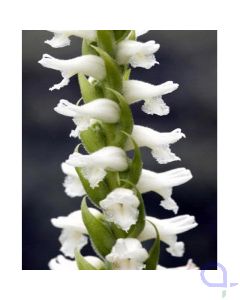 Duftende Spiranthe