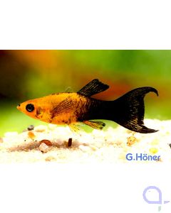 Lyramolly - schwarz-gold - Poecilia sphenops
