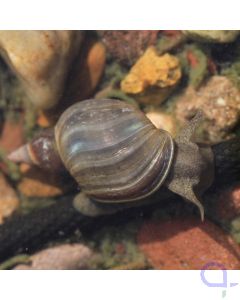 Spitzschlammschnecke - Lymnaea stagnalis