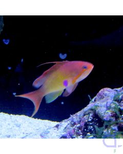 Pseudanthias squamipinnis - Juwelen Fahnenbarsch Männchen