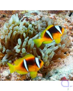 Amphiprion bicinctus - Rotmeer Anemonenfisch