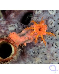 Colochirus crassus - Kleine Warzen-Seewalze