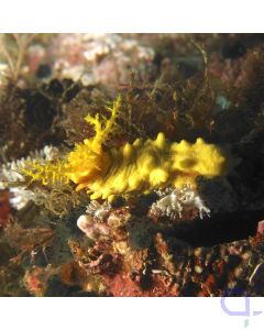 Colochirus robustus - Gelbe Seewalze