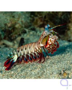 Odontodactylus scyllarus - Clown-Fangschreckenkrebs