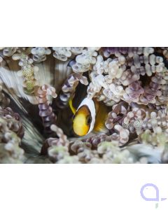 Heteractis aurora - Glasperlen-Anemone mit Anemonenfisch