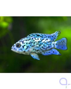 electric Blue Jack Dempsey - Rocio octofasciata