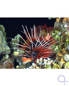 Pterois radiata - Strahlen-Rotfeuerfisch