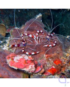 Stenopus hispidus - Gebänderte Scherengarnele