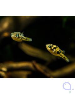  Erbsenkugelfisch - Carinotetraodon travancoricus