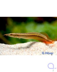 Rotflossen-Augenfleckstachelaal - Macrognathus cf. aculeatus Red Fin