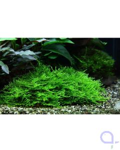 Taxiphyllum Spiky - Stachelmoos 1-2 Grow im Aquarium