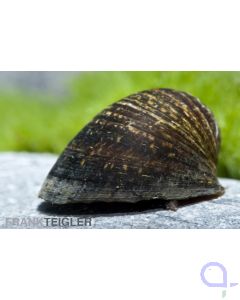  Stahlhelm-Schnecke - Neritina pulligera - Anthrazit-Napfschnecke