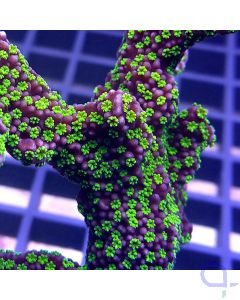 Montipora - Star Wars  #74