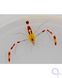 Stenopus cyanoscelis Blaubein-Scherengarnele