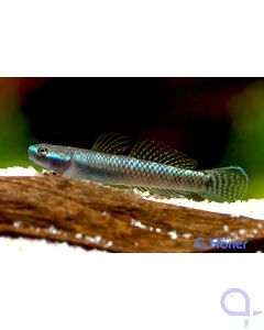 Neonblaue Grundel - Stiphodon semoni