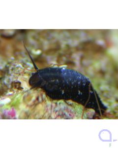 Stomatella auricula (varia) - Ohrschnecke