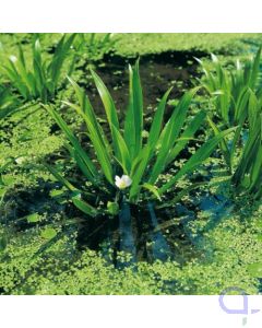 Stratiotes aloides - Krebsschere - Schwimmpflanze
