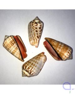 Kegelfechterschnecke - Strombus (luhuanus) Schneckenhaus 4-6 cm Dekoration