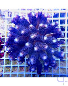 Stylophora - Lila Milka XL