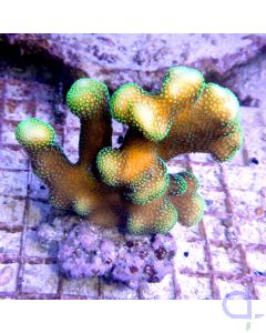 Stylophora pistillata "Premium Grün"  2
