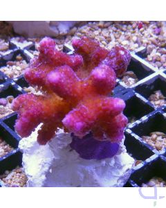 Stylophora pistillata - Griffelkoralle - Pink