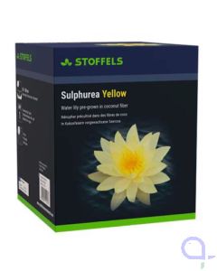 Seerose Nymphaea Sulphurea Yellow - Umweltfreundliche Verpackung