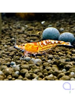 Sunny Bee Zwerggarnele Rot - Caridina logemanni cf. cantonensis 