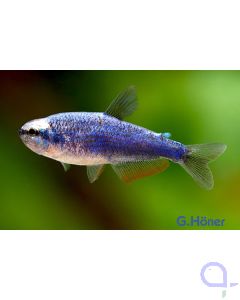 Königssalmler Super Blue - Inpaichthys kerri 